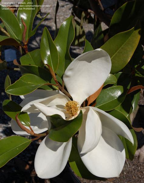 chloe magnolia|picture of magnolia grandiflora.